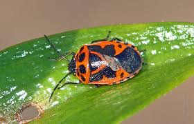 Attēlu rezultāti vaicājumam “Eurydema dominulus imago”