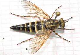 Attēlu rezultāti vaicājumam “Therevidae”