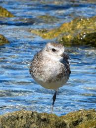 Attēlu rezultāti vaicājumam “Pluvialis squatarola”