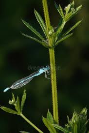 Attēlu rezultāti vaicājumam “Enallagma cyathigerum male”