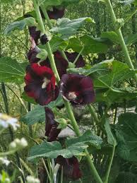 Image result for Alcea rugosa