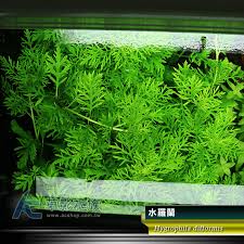 「水蘭」的圖片搜尋結果