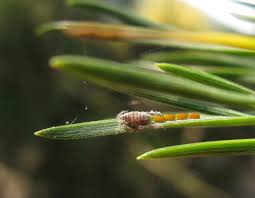 Attēlu rezultāti vaicājumam “Schizolachnus pineti”