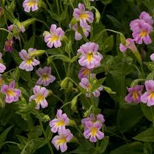 Image result for Mimulus x hybrida