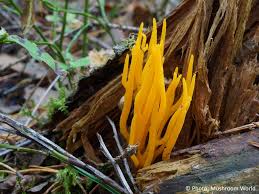 Attēlu rezultāti vaicājumam “Calocera viscosa”