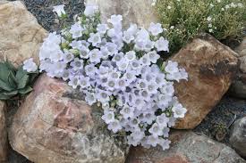Image result for Campanula formanekiana