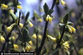 Attēlu rezultāti vaicājumam “Diachea muscorum stalked”