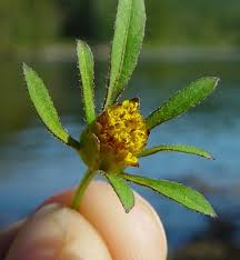 Attēlu rezultāti vaicājumam “Bidens frondosa flower”