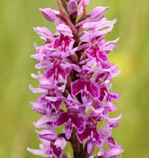 Attēlu rezultāti vaicājumam “Dactylorhiza fuchsii flower”