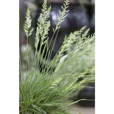 Attēlu rezultāti vaicājumam “Koeleria glauca flower”