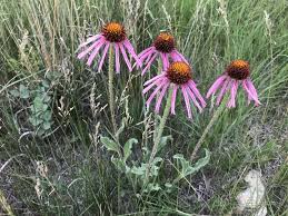 Image result for Echinacea angustifolia