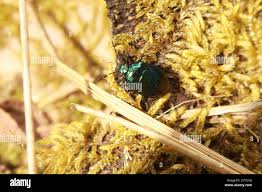 Attēlu rezultāti vaicājumam “Zicrona caerulea nymph”