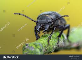 Attēlu rezultāti vaicājumam “Spondylis buprestoides”