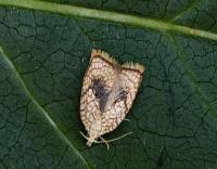 Attēlu rezultāti vaicājumam “Acleris forsskaleana”