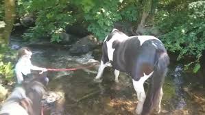 Image result for Greenways Riding Stable Lower Eashing