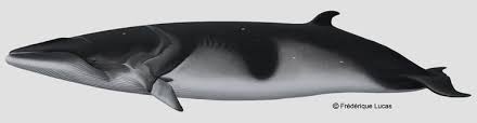 Image result for Balaenoptera bonaerensis