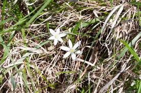 Attēlu rezultāti vaicājumam “Ornithogalum umbellatum”