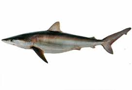 Image result for Carcharhinus isodon