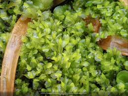 Attēlu rezultāti vaicājumam “Harpanthus flotovianus cells”