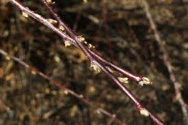 Attēlu rezultāti vaicājumam “Cotoneaster divaricatus fruit”
