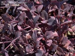 Attēlu rezultāti vaicājumam “Hylotelephium maximum leaf”