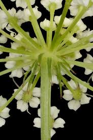 Attēlu rezultāti vaicājumam “Peucedanum oreoselinum flower”