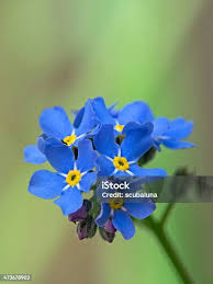 Image result for Vergissmeinnicht