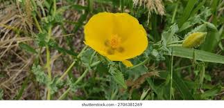 Attēlu rezultāti vaicājumam “Papaveraceae”