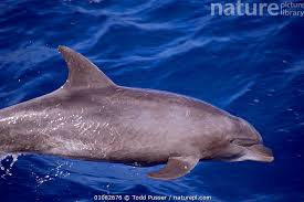 Image result for Tursiops truncatus