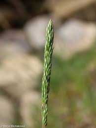 Attēlu rezultāti vaicājumam “Koeleria glauca leaf”