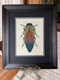 Attēlu rezultāti vaicājumam “Buprestidae”