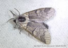 Attēlu rezultāti vaicājumam “Furcula bifida”