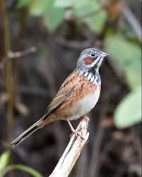 Image result for Emberiza fucata