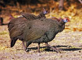 Attēlu rezultāti vaicājumam “Numida meleagris”