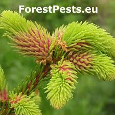 Attēlu rezultāti vaicājumam “Sacchiphantes abietis”