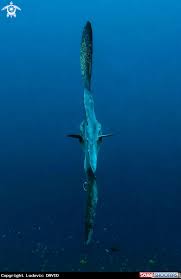 Image result for Mola alexandrini