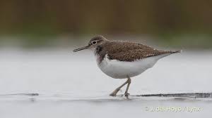 Attēlu rezultāti vaicājumam “Actitis hypoleucos adult”