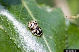 Attēlu rezultāti vaicājumam “Propylea quatuordecimpunctata”