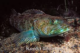 Image result for Ophiodon elongatus