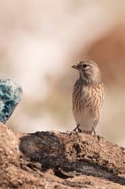 Attēlu rezultāti vaicājumam “Carduelis cannabina”