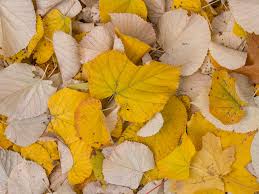 Attēlu rezultāti vaicājumam “Tilia tomentosa leaf”