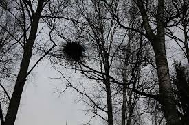 Attēlu rezultāti vaicājumam “Taphrina betulina”