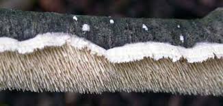 Attēlu rezultāti vaicājumam “Lycogala irregulare young”