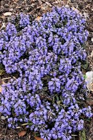 Image result for Heuchera Metallica