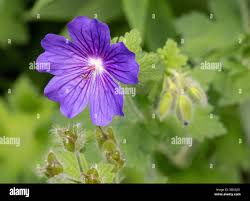 Attēlu rezultāti vaicājumam “Geranium bohemicum fruit”