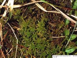 Attēlu rezultāti vaicājumam “Sphagnum contortum”
