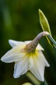 Attēlu rezultāti vaicājumam “Narcissus bud”