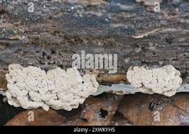 Attēlu rezultāti vaicājumam “Ionomidotis irregularis”