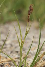 Attēlu rezultāti vaicājumam “Carex hirta female flower”