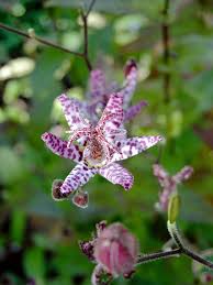 Image result for Tricyrtis `Black Beauty`
